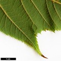 SpeciesSub: subsp. pectinatum
